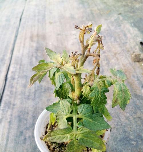 番茄开花不结果怎么办？——为您解决这个问题