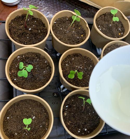 大番茄种子的种植方法与注意事项（手把手教你如何成功种植大番茄）