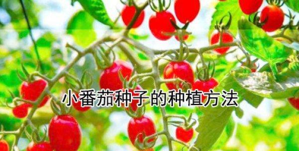 番茄种子怎么种植（从选种到收获的全流程指南）