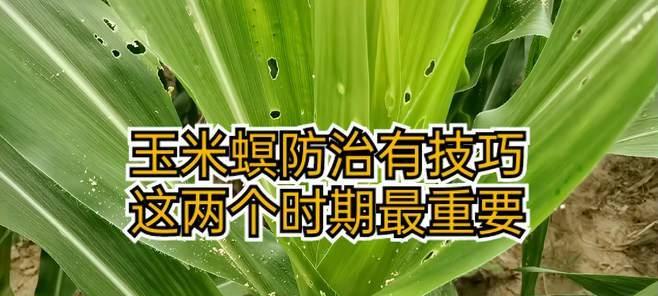 番茄钻心虫防治方法（保护你的番茄园）