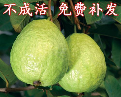 番石榴如何几年结果实（探寻番石榴种植技巧与养护方法）