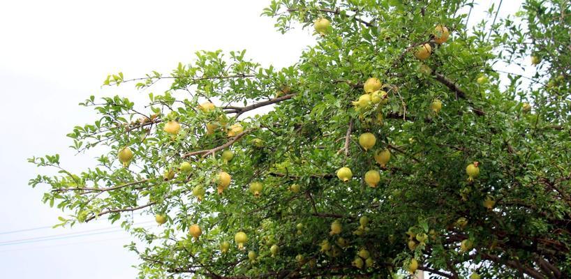番石榴——夏季鲜果之王（成熟季节）