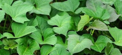 探秘番薯的五彩世界（品尝不同颜色番薯）