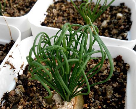 番杏科多肉植物的种类及养护方法（从石莲花到仙人掌）