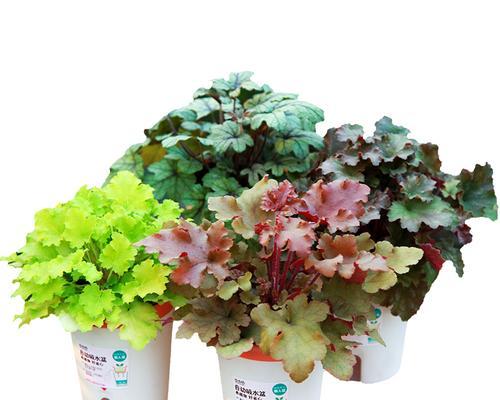 矾根水培全攻略（水培方法）