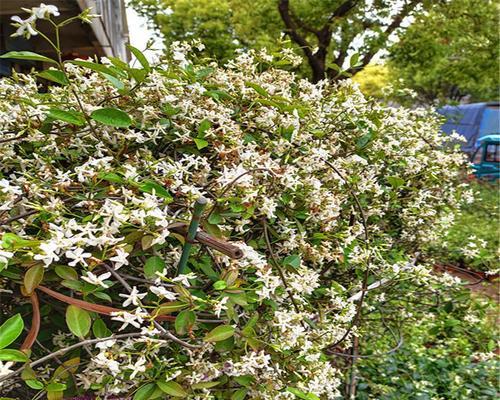探秘芳香爬藤花卉的美妙世界（品味缤纷多彩的花海）
