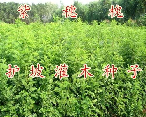 防风的种植及养护技巧（合适的种植时间和关键养护方法）