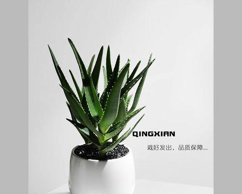 防辐射植物（发现抗辐射植物的秘密）