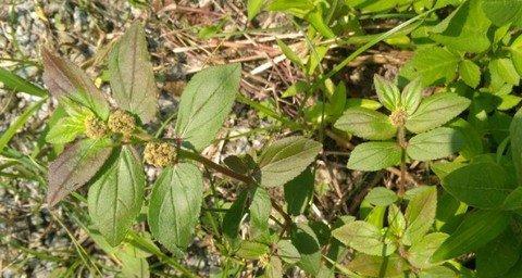 探秘飞扬草的神奇功效与营养价值（草中的“灵芝”——飞扬草的多重作用与食用方法）