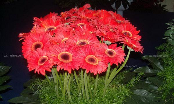 解读非洲菊的花语（探究非洲菊代表的含义与象征意义）