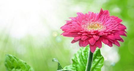 非洲菊养护指南（打造美丽的非洲菊花园）