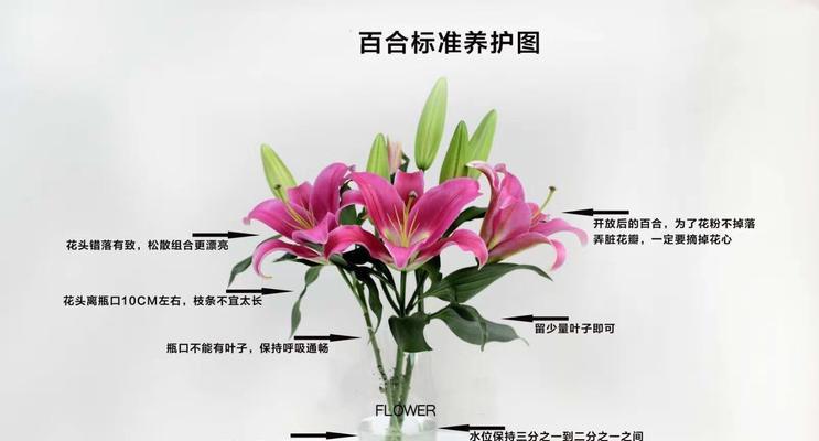 非洲菊的养护与盆栽技巧（掌握盆栽时间与护理知识让非洲菊健康成长）