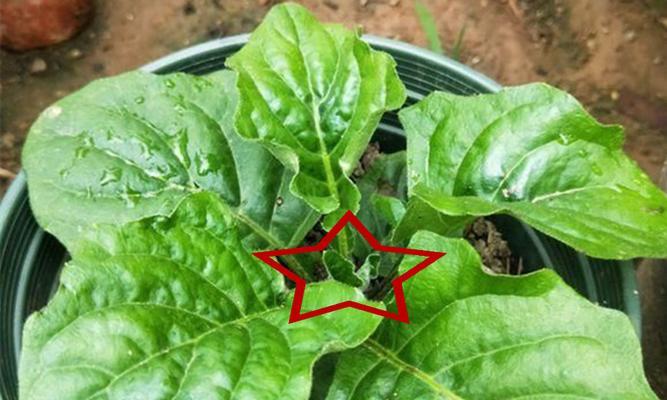 非洲菊的养殖与环境要求（喜阴还是喜阳）