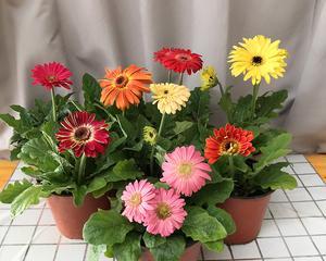 如何防止非洲菊叶子发黄（解析叶子发黄的原因及治疗方法）