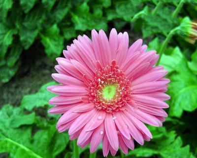 非洲菊的种子——寻找花朵背后的秘密