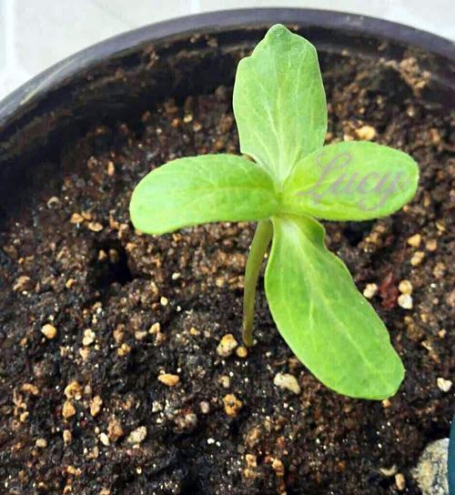 如何留种非洲菊（保留美丽）