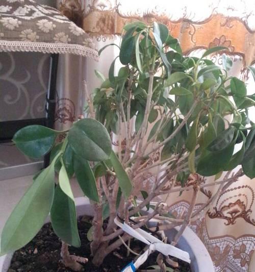 非洲茉莉掉叶子怎么办（挽救你的非洲茉莉）