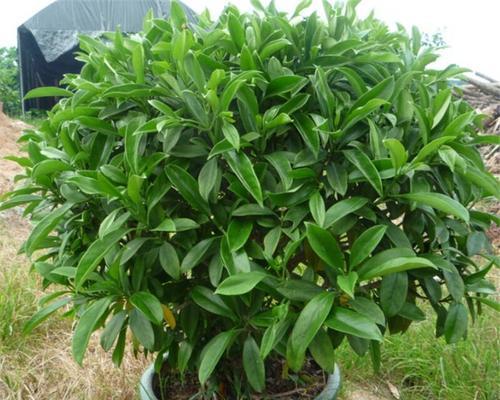 非洲茉莉冬季养护指南（冬季如何保养非洲茉莉）