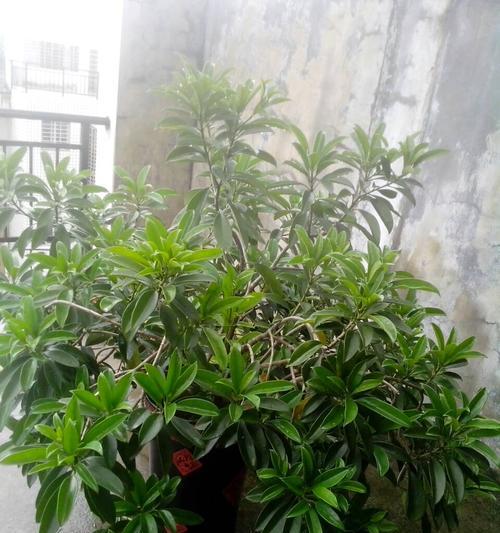 非洲茉莉的开花时间和条件（了解非洲茉莉的生长规律及关键要素）