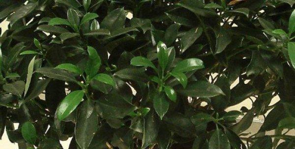 非洲茉莉的开花时间和条件（了解非洲茉莉的生长规律及关键要素）