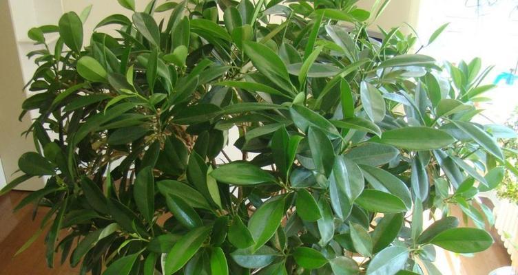 非洲茉莉的开花时间和条件（了解非洲茉莉的生长规律及关键要素）