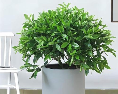 非洲茉莉，一种容易养活的花卉（养殖方法和养护要点让你的花园更美丽）