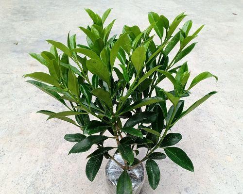 非洲茉莉的抗冻能力探究（探索非洲茉莉的抗寒机制及其应用前景）