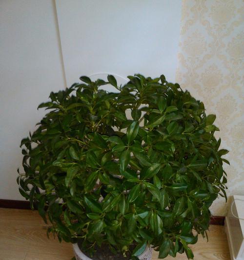 探究非洲茉莉的耐寒能力（非洲茉莉的生长环境及对低温的适应能力）