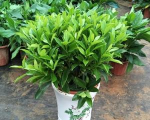 非洲茉莉（让你的非洲茉莉安全过冬）