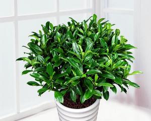 非洲茉莉开花季节（探寻非洲茉莉的花期和生长环境）