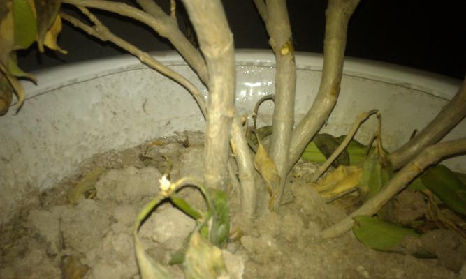 非洲茉莉水浇多了怎么办（如何避免茉莉花死亡）