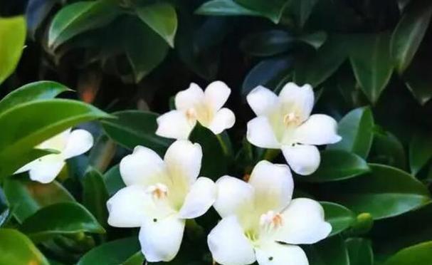 为何非洲茉莉不开花（探究非洲茉莉的生长习性及生态环境）