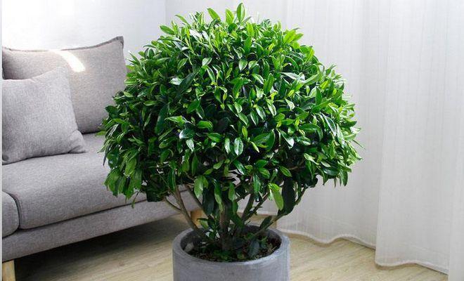 为何非洲茉莉不开花（探究非洲茉莉的生长习性及生态环境）