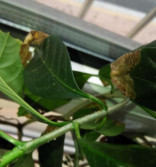 非洲茉莉叶子烂了的处理方法（怎样抢救茉莉花）