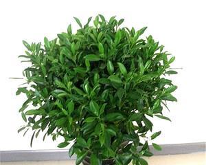 非洲茉莉的肥料选择与使用技巧（肥料选择要点及施肥方法）