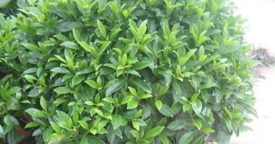 如何培养非洲茉莉开花（非洲茉莉的生长条件和繁殖技巧）