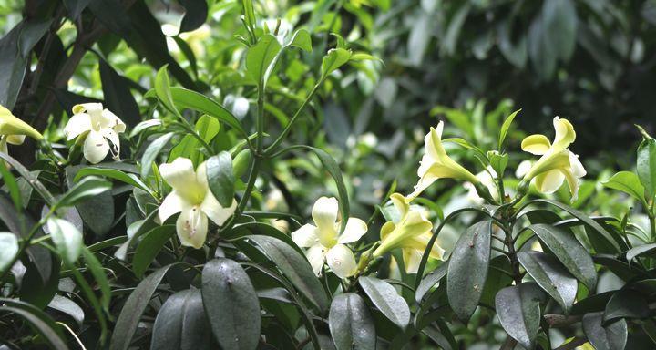 非洲茉莉的种植与养护（如何成功种植健康茉莉）