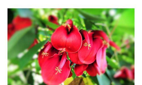 菲律宾的国花——山茶花（菲律宾山茶花的种类）