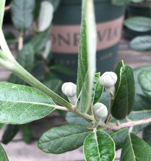 菲油果的盆栽养殖技巧（菲油果盆栽的选址）