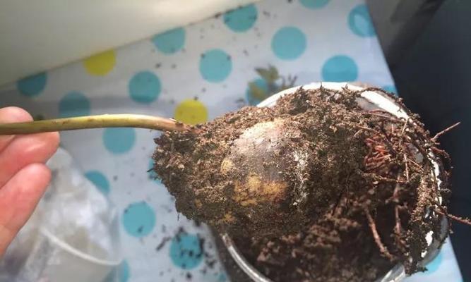 废茶叶的再利用——肥料制造（营养丰富的废弃物）
