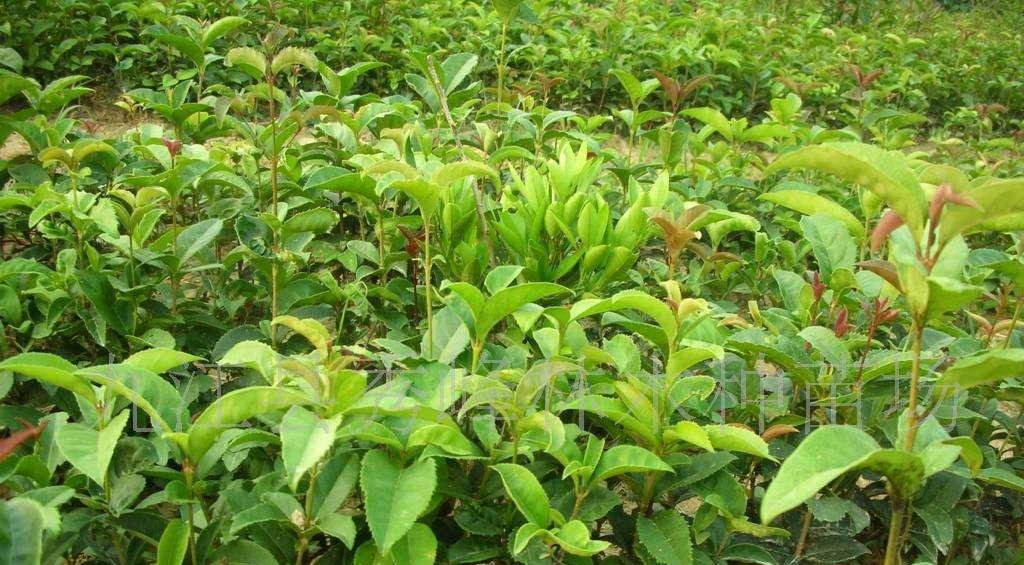 废茶叶的再利用——肥料制造（营养丰富的废弃物）
