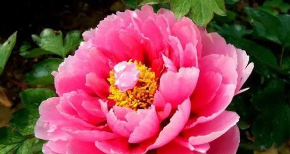 牡丹盛开的美丽寓意（花开如画）