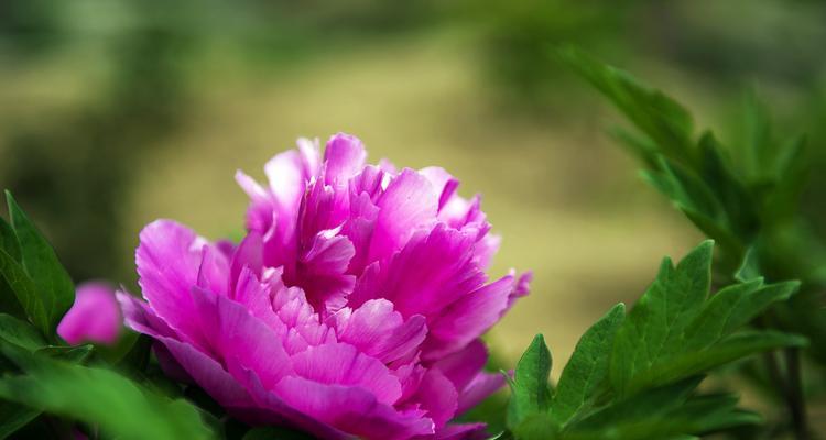 牡丹花的象征作用——美、富、荣（揭示牡丹在文化中的独特地位和象征意义）