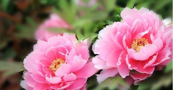牡丹花的象征作用——美、富、荣（揭示牡丹在文化中的独特地位和象征意义）