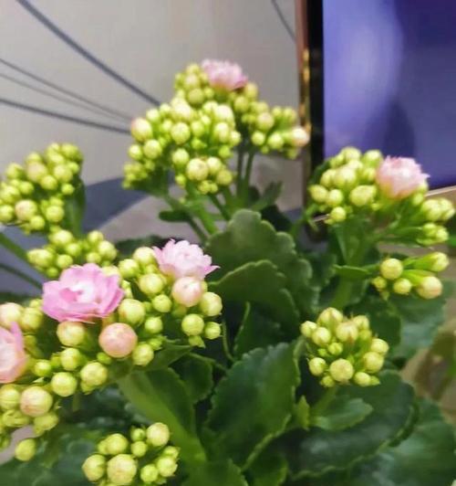 长寿花花语的奥秘（花与长寿的秘密）