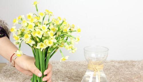 南美水仙的花语（探寻南美水仙的花语之美）