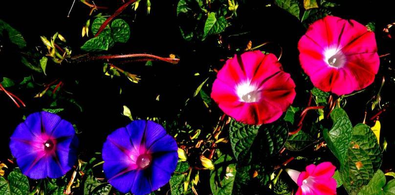 牵牛花的花语与美丽传说（探索牵牛花的花语之谜）