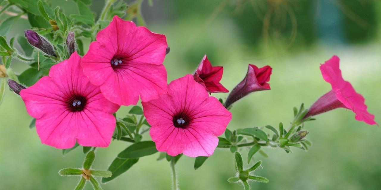 牵牛花的美丽与寓意（探寻牵牛花的奇妙世界）