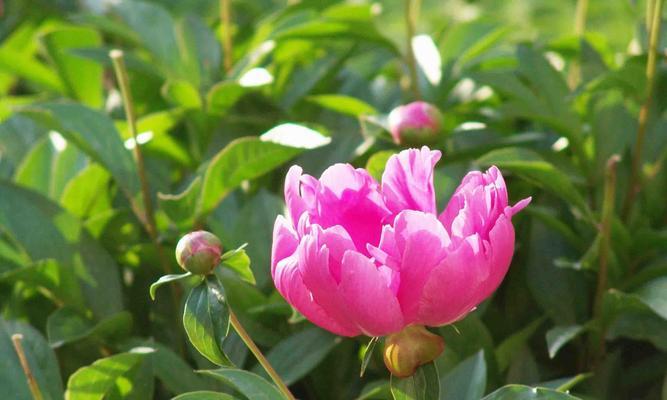 芍药花语之养殖方法（打造花园中的绚丽风景——芍药花养殖技巧）