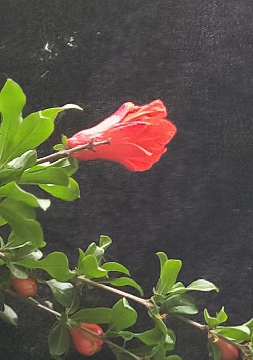 石榴花语（石榴花语寓意深远）